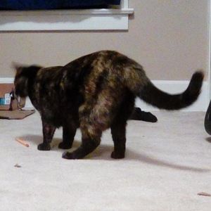 Meet your Posher, Ray